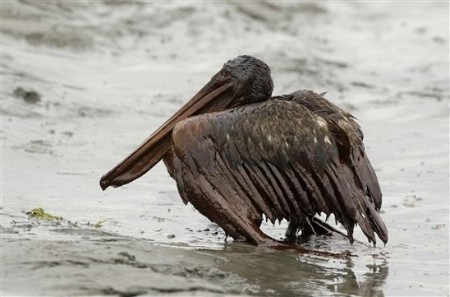 pelicano vertido.jpg