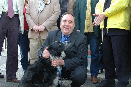 salmond perro.jpg